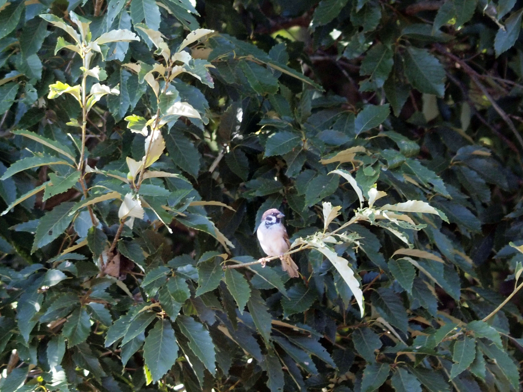 tree-sparrow15091902