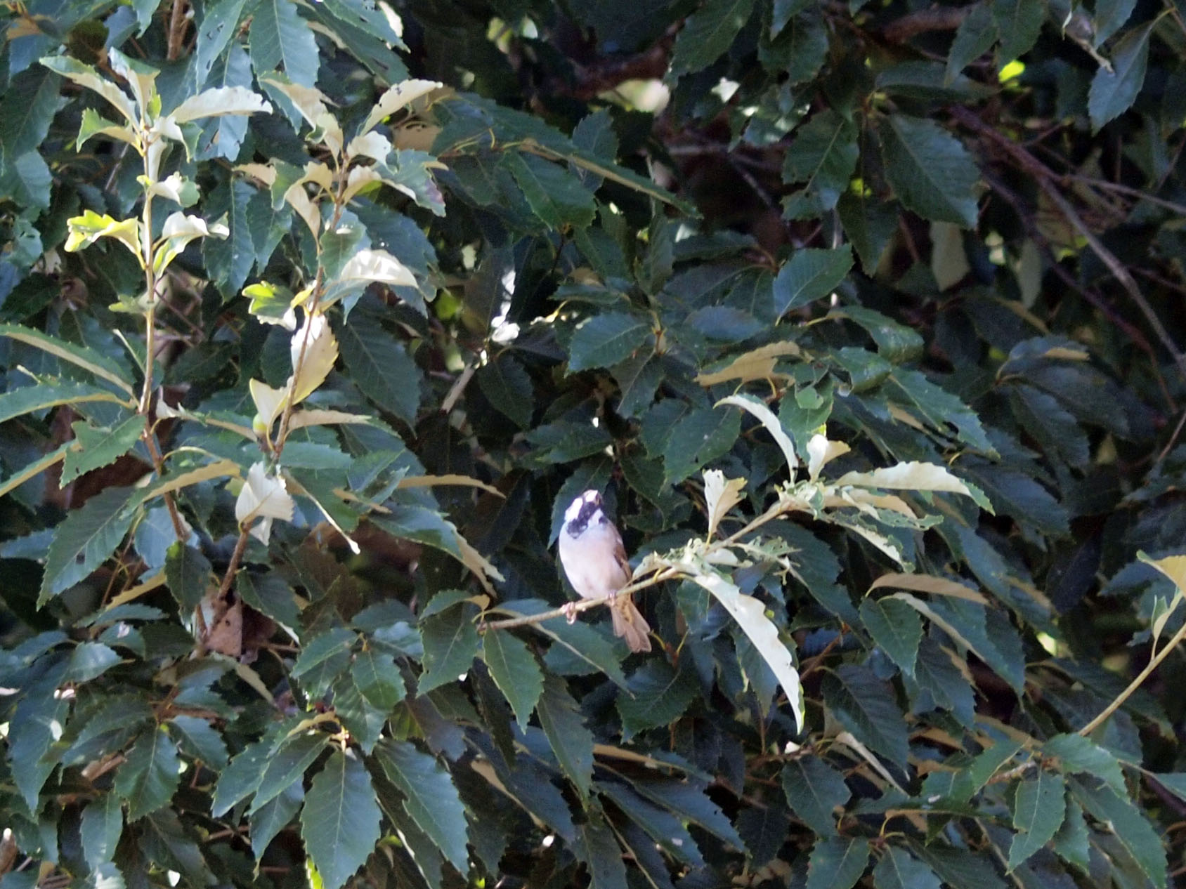 tree-sparrow15091903