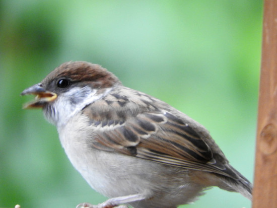 llittle-tree-sparrow02