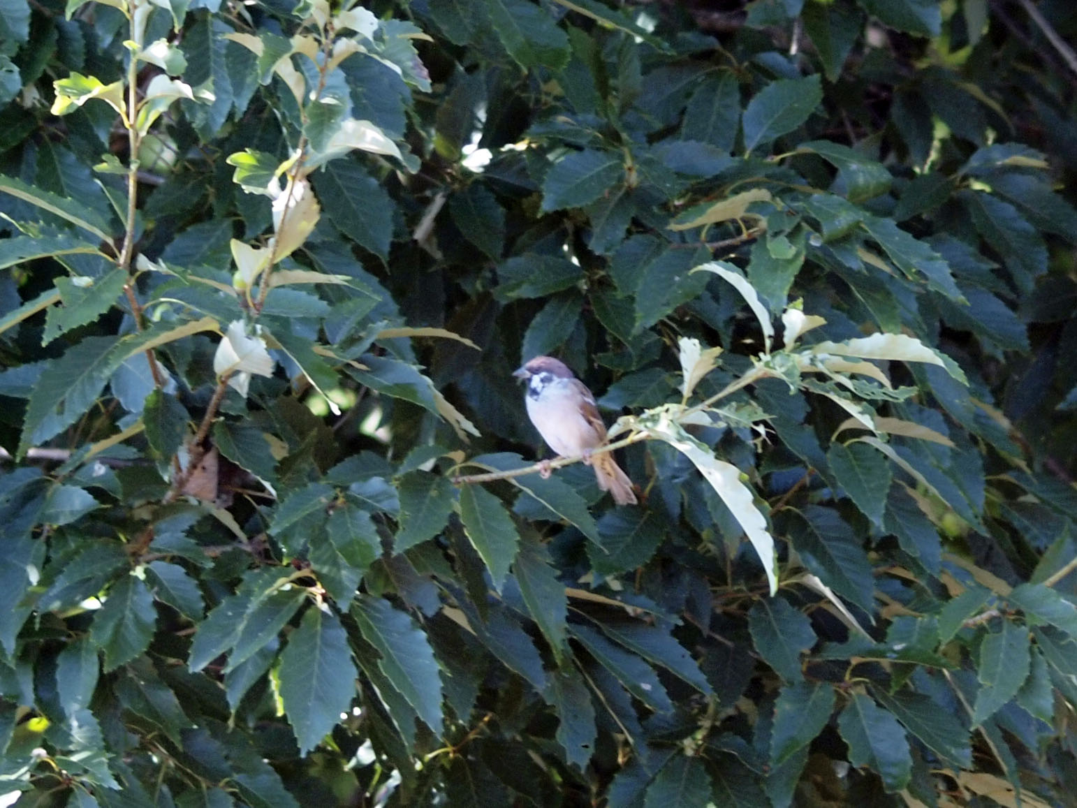 tree-sparrow15091901