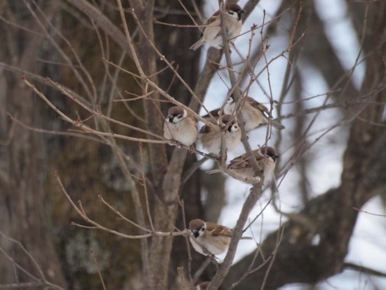 木の枝に群れるスズメ達